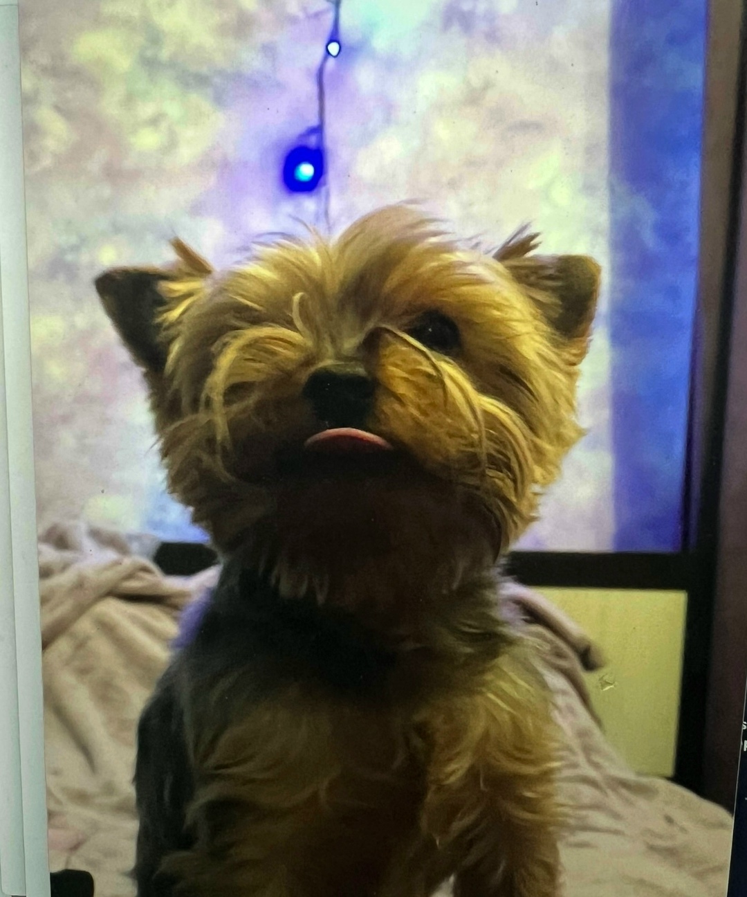 Найдена собака в Калуге — фото объявления