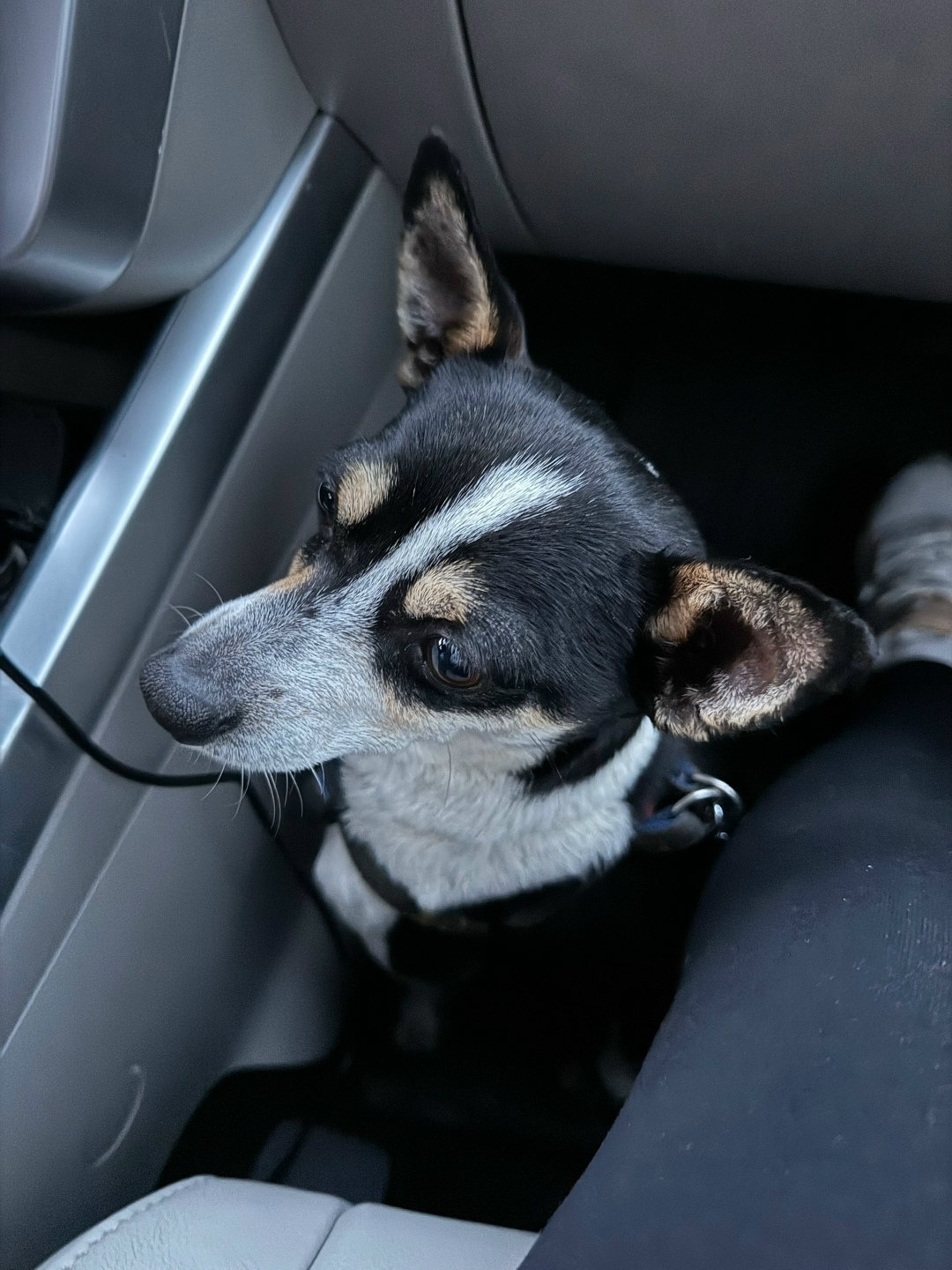 Найдена собака в Калуге — фото объявления