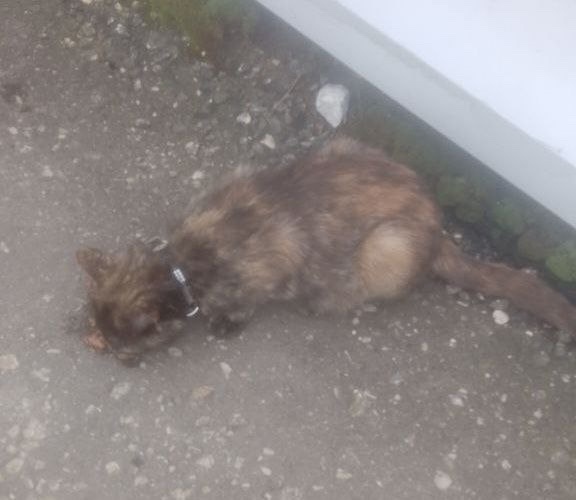 Найдена собака в Калуге — фото объявления