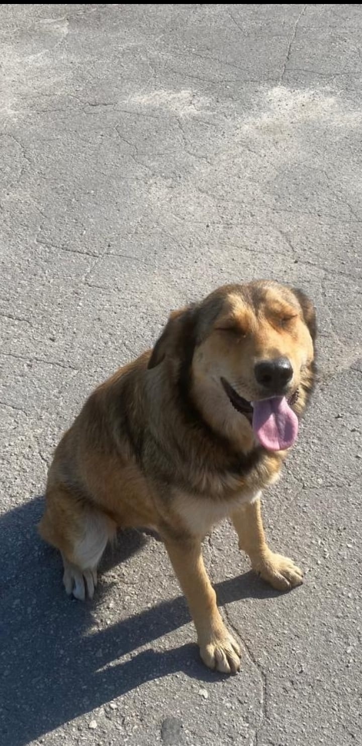 Найдена собака в Калуге — фото объявления