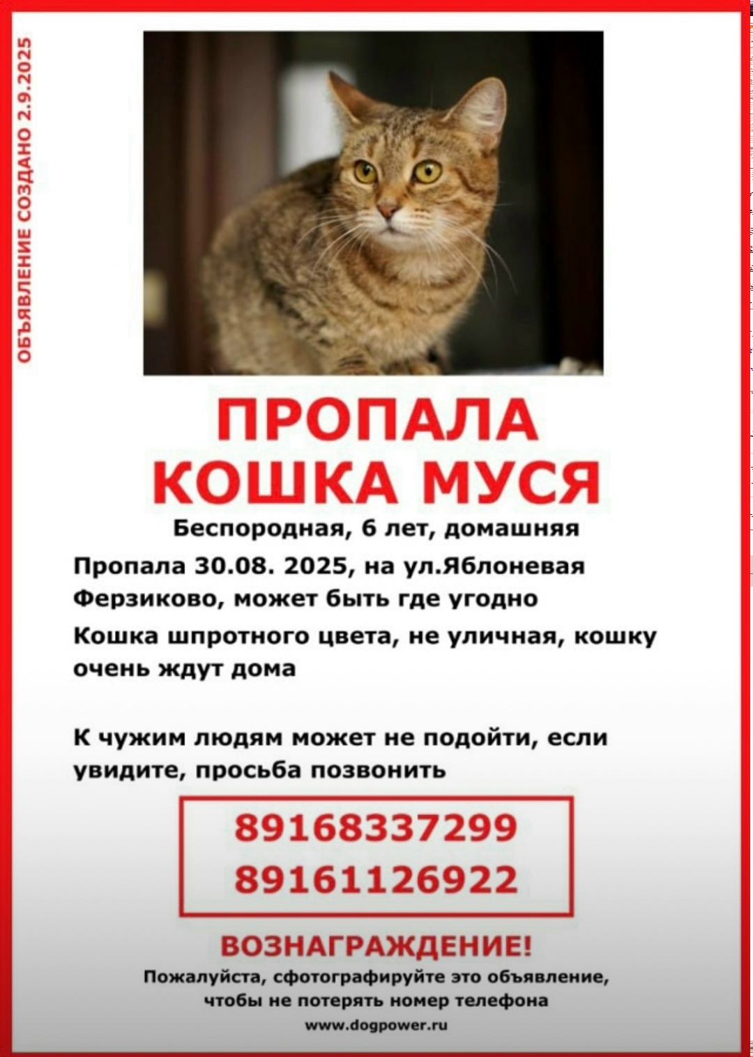 Пропала кошка в Калуге — фото объявления