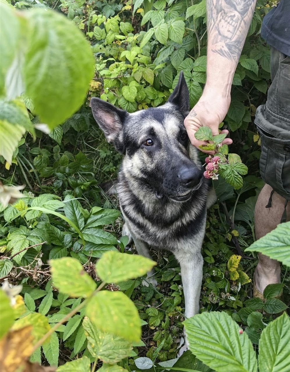 Найдена собака в Калуге — фото объявления