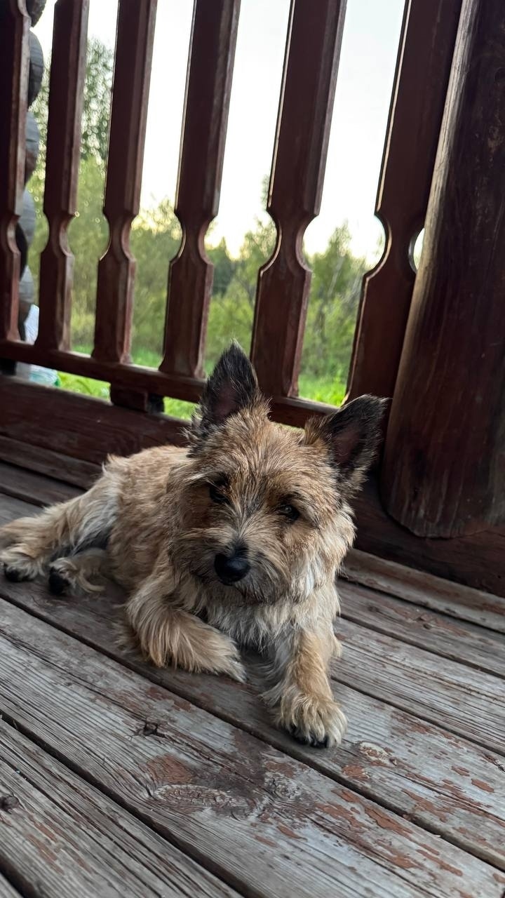 Найдена собака в Калуге — фото объявления