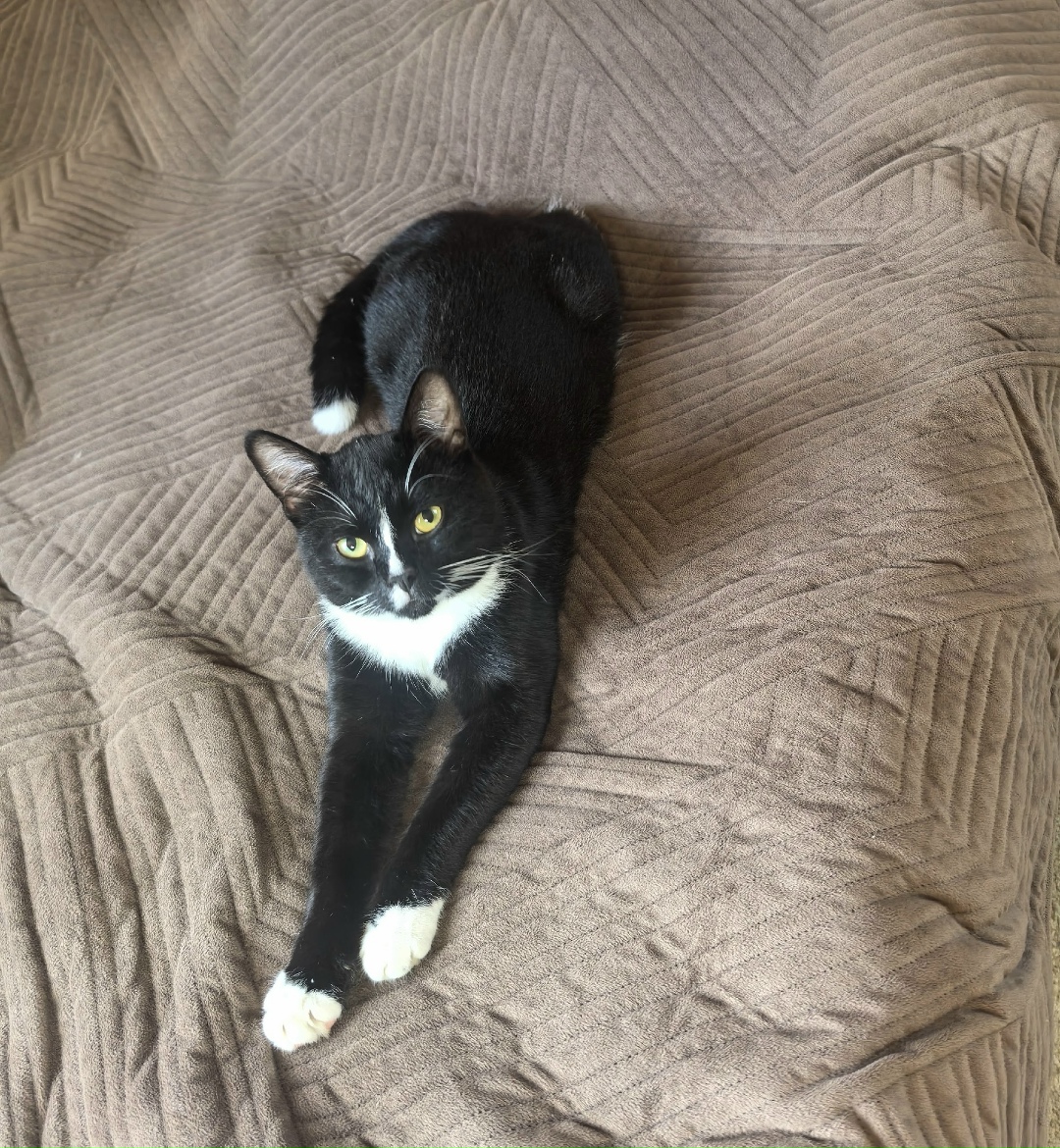 Найдена собака в Калуге — фото объявления