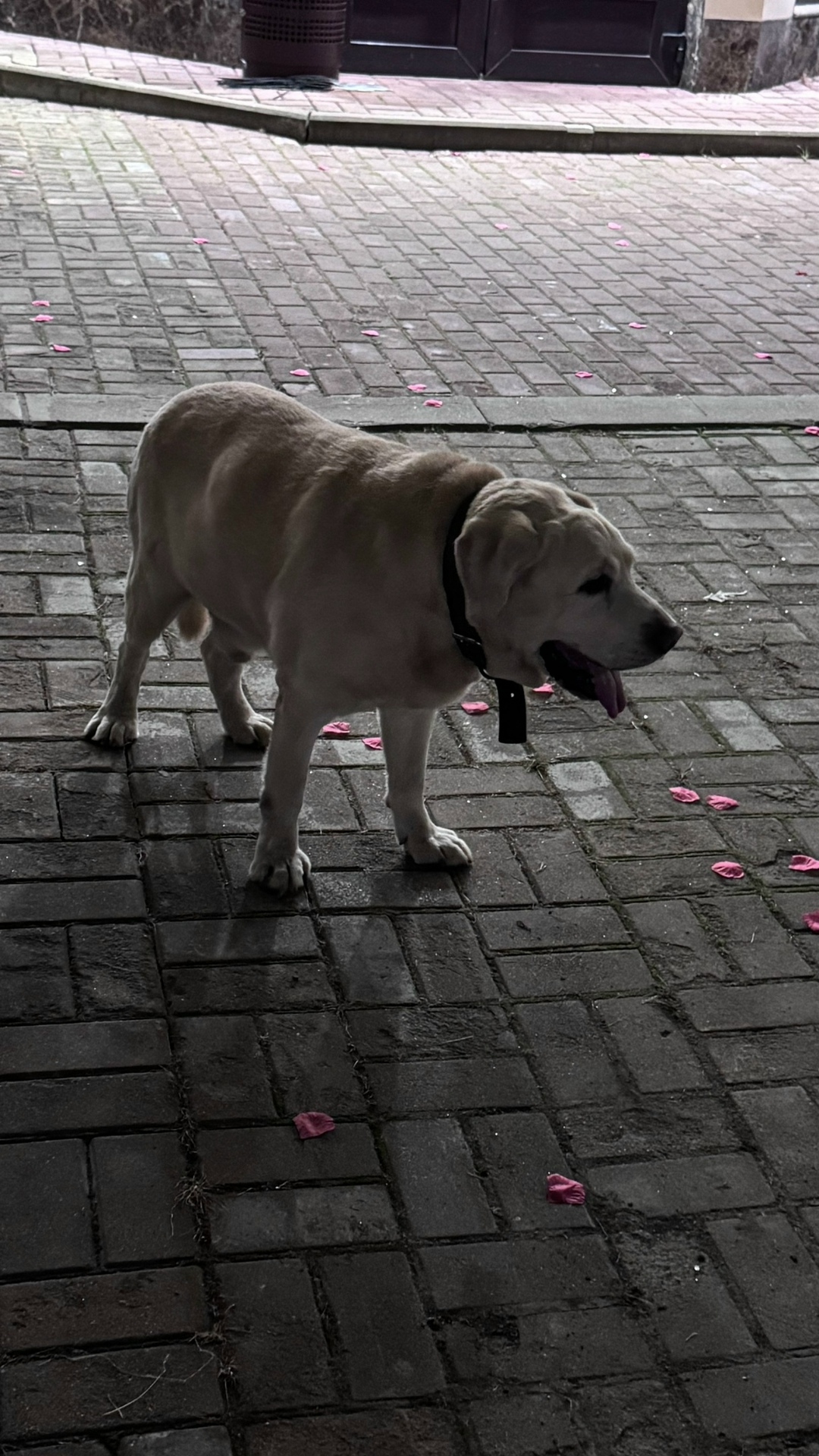 Найдена собака в Калуге — фото объявления