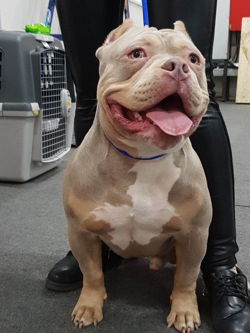 Найдена собака в Калуге — фото объявления