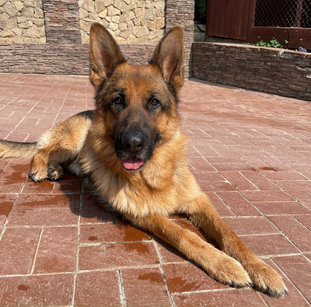 Найдена собака в Калуге — фото объявления