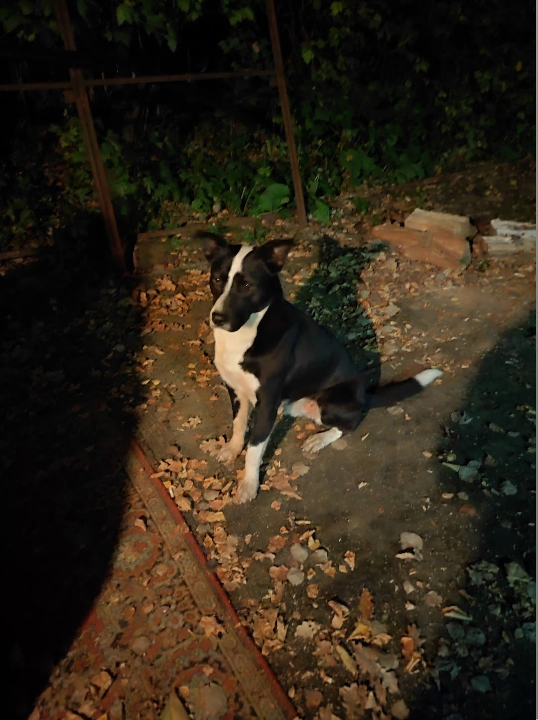 Найдена собака в Калуге — фото объявления