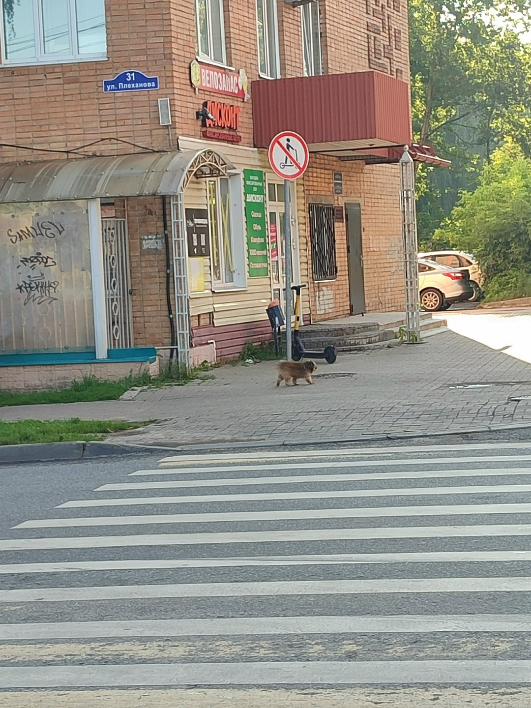 Найдена собака в Калуге — фото объявления