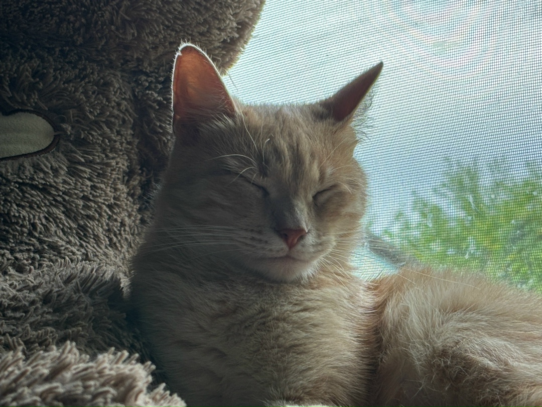 Найдена собака в Калуге — фото объявления