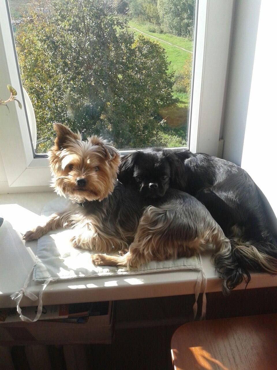 Найдена собака в Калуге — фото объявления