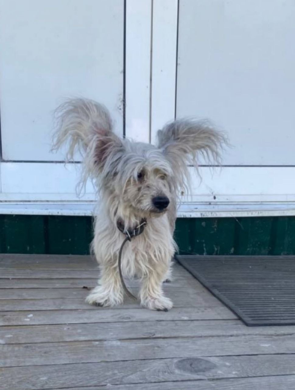 Найдена собака в Калуге — фото объявления