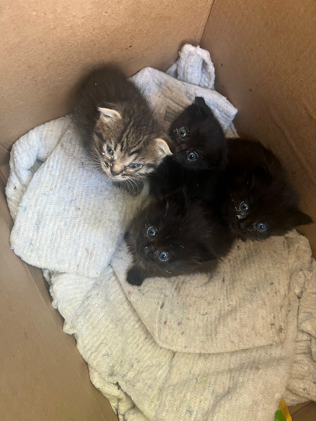 Найдена собака в Калуге — фото объявления