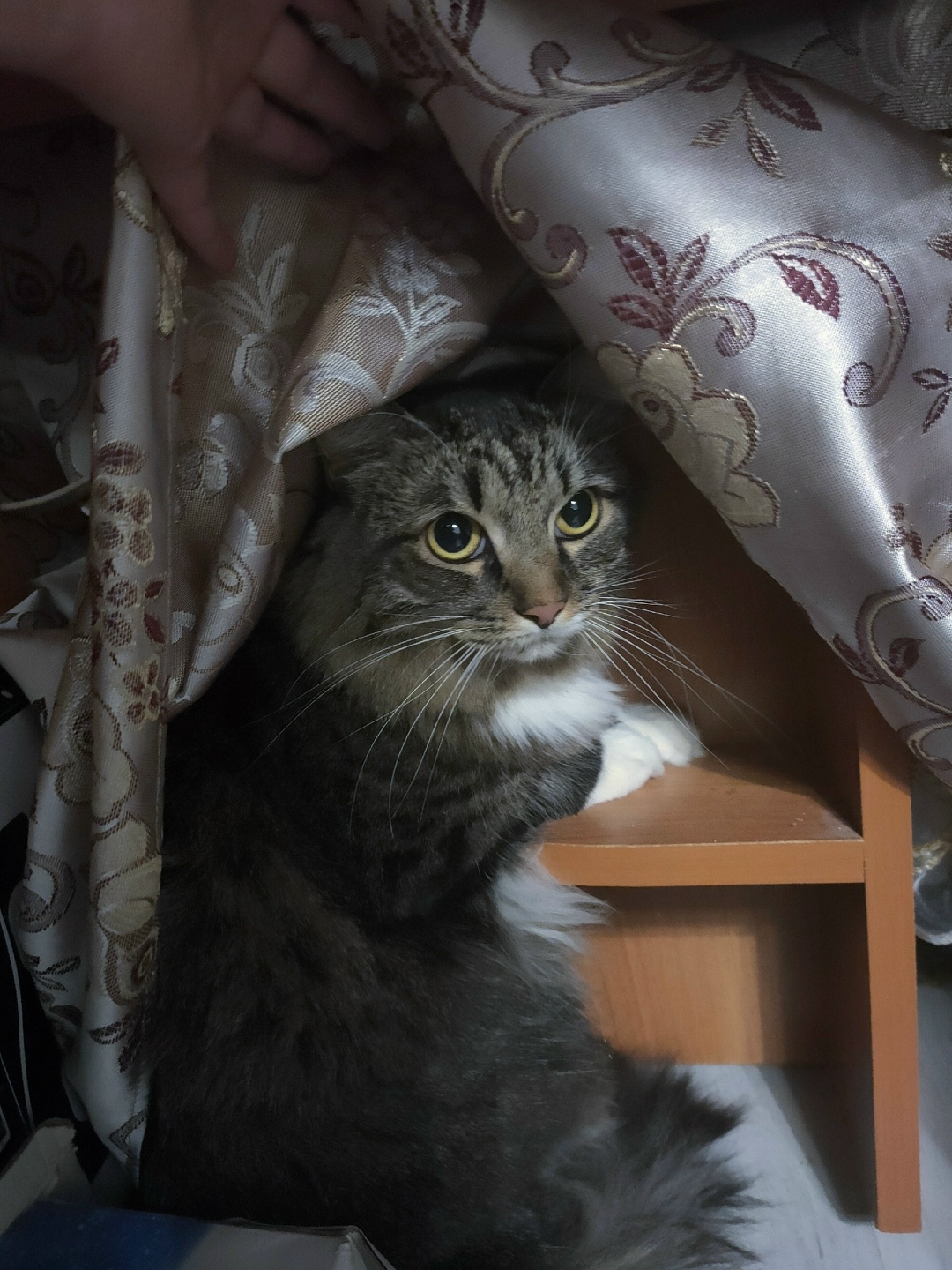 Найдена собака в Калуге — фото объявления