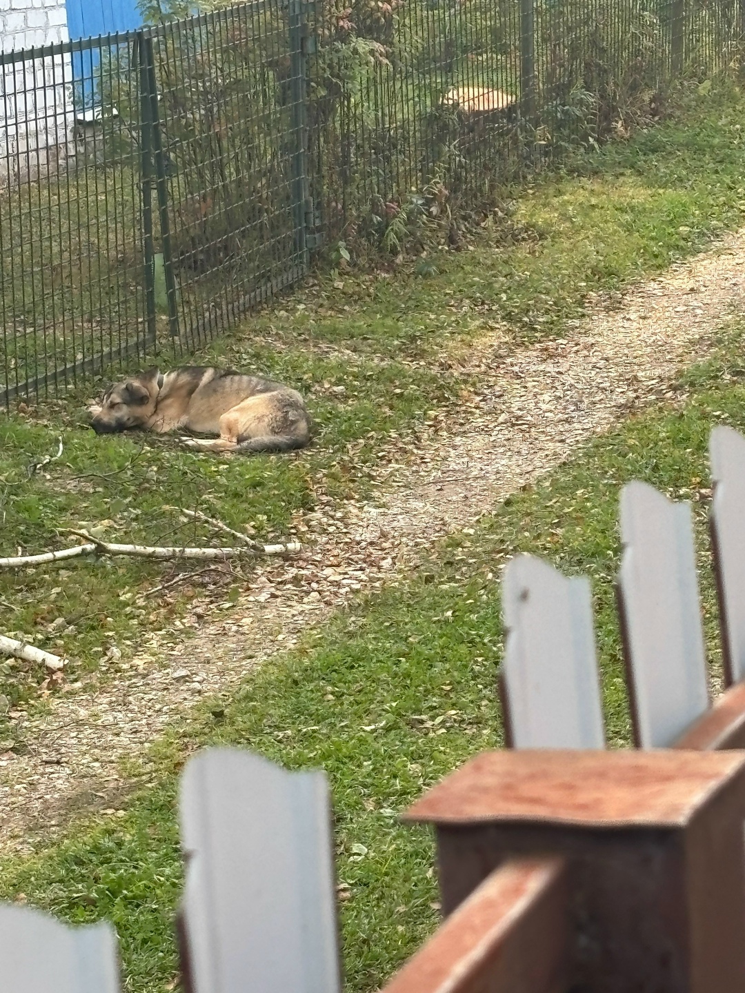 Найдена собака в Калуге — фото объявления