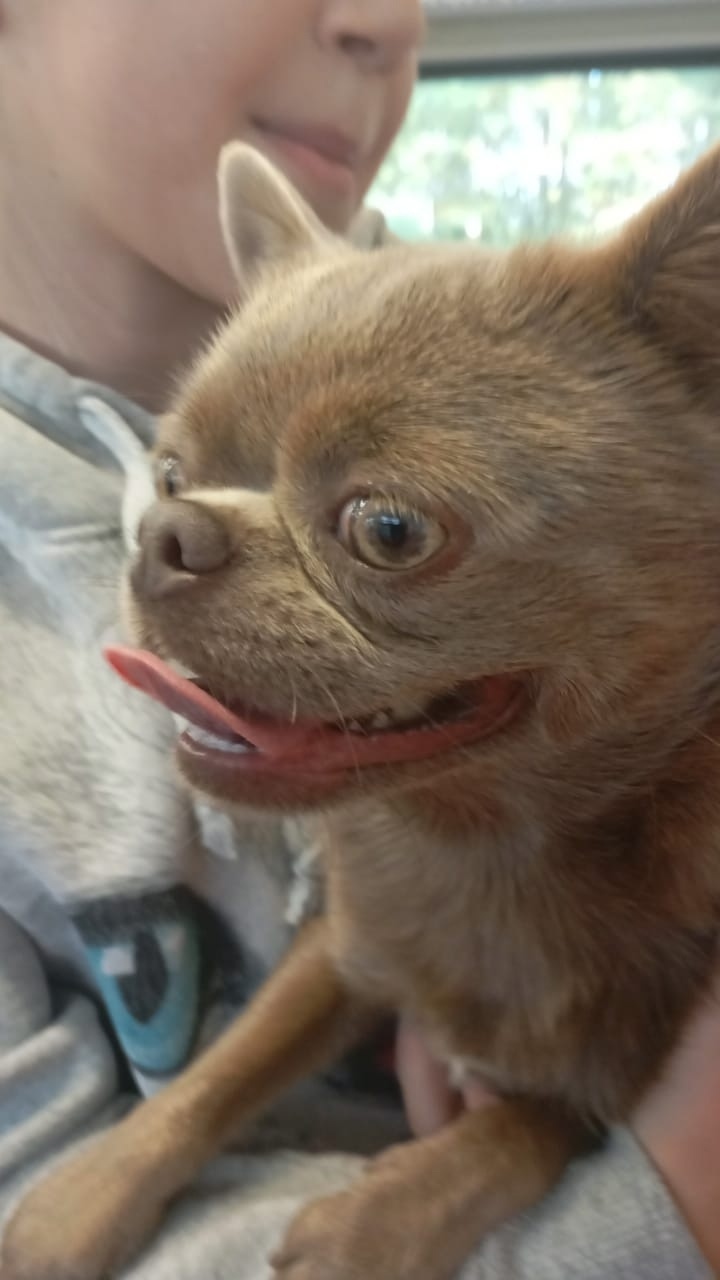 Найдена собака в Калуге — фото объявления