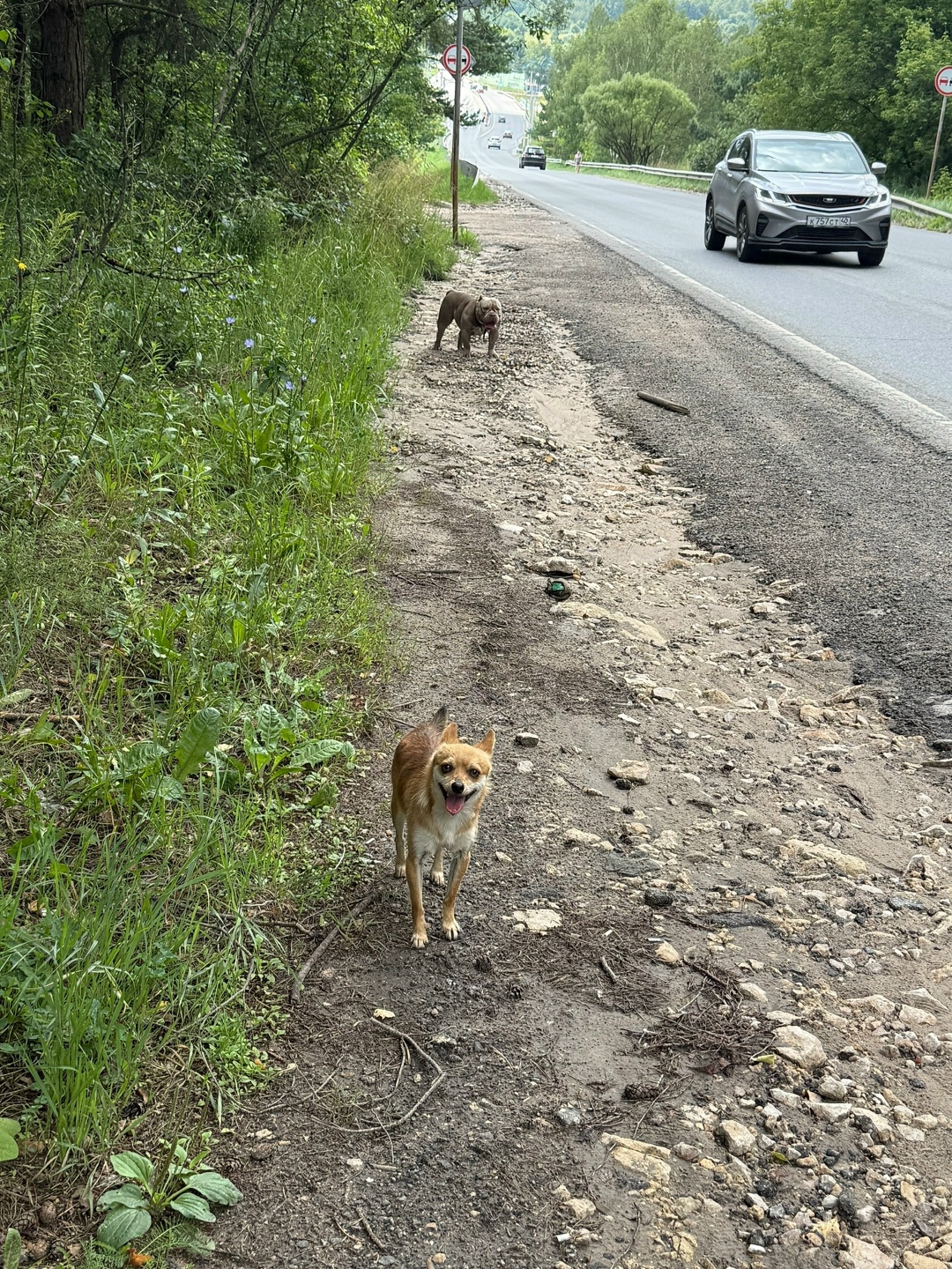 Найдена собака в Калуге — фото объявления