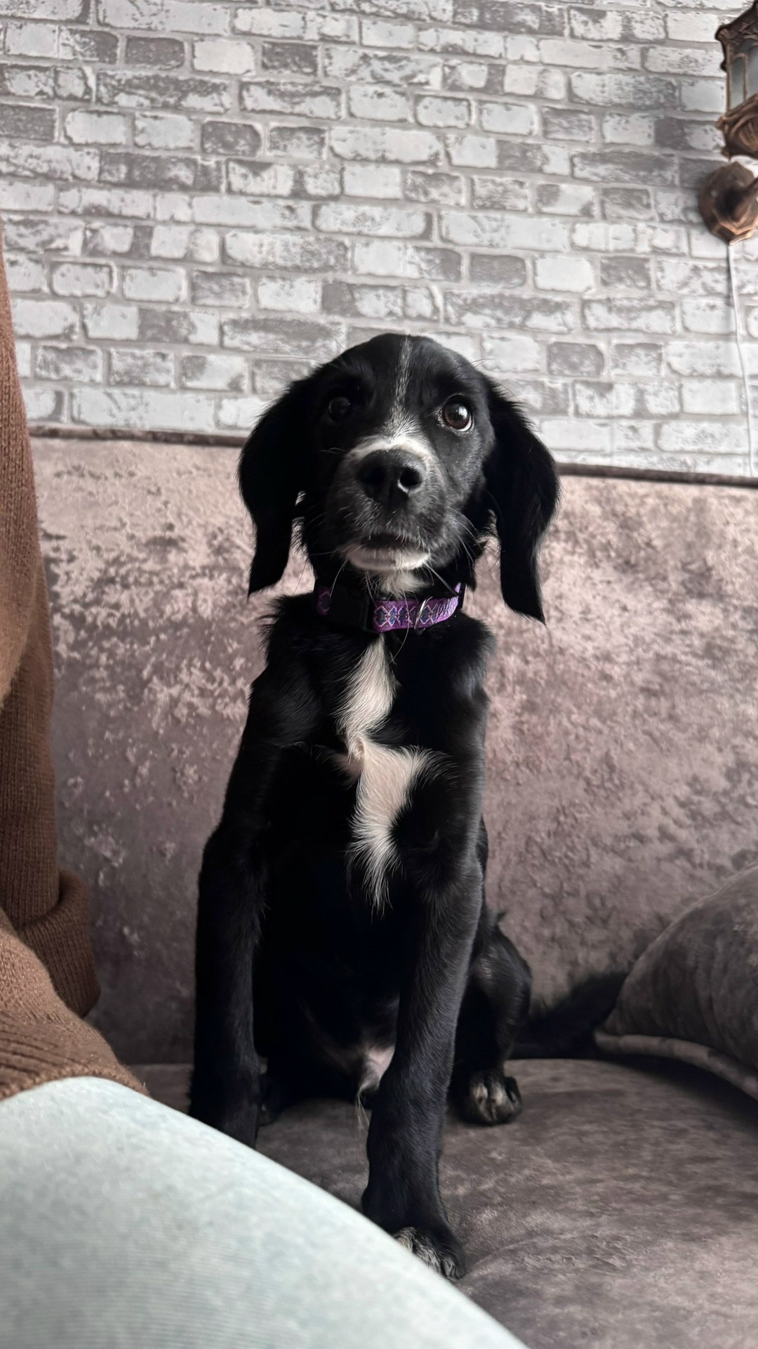 Найдена собака в Чите — фото объявления