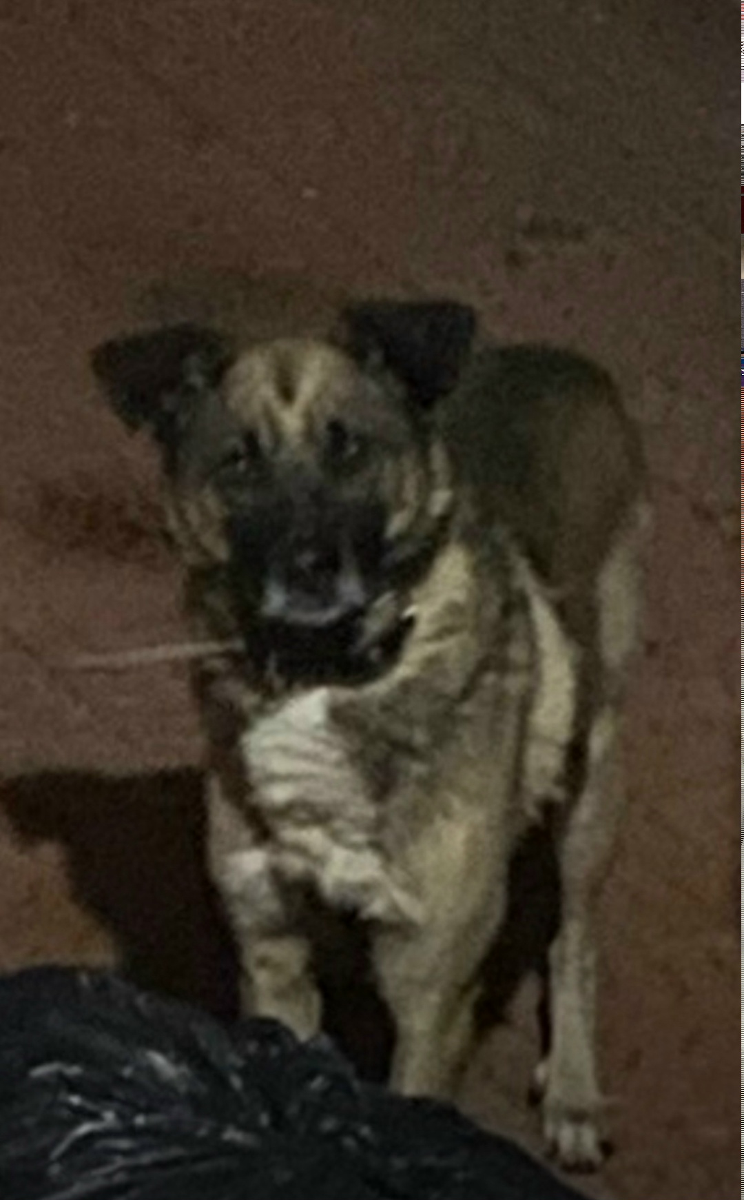 Пропала собака в Чите — фото объявления