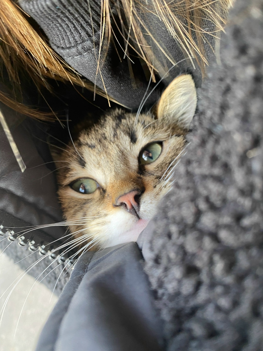 Найдена собака в Чите — фото объявления