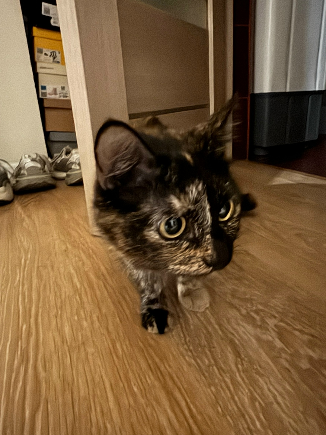 Найдена собака в Чите — фото объявления