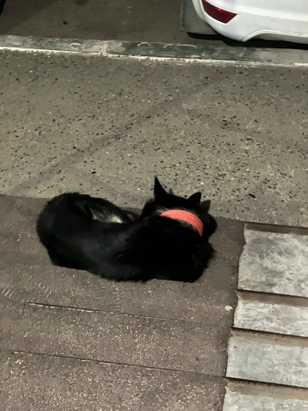 Найдена собака в Чите — фото объявления