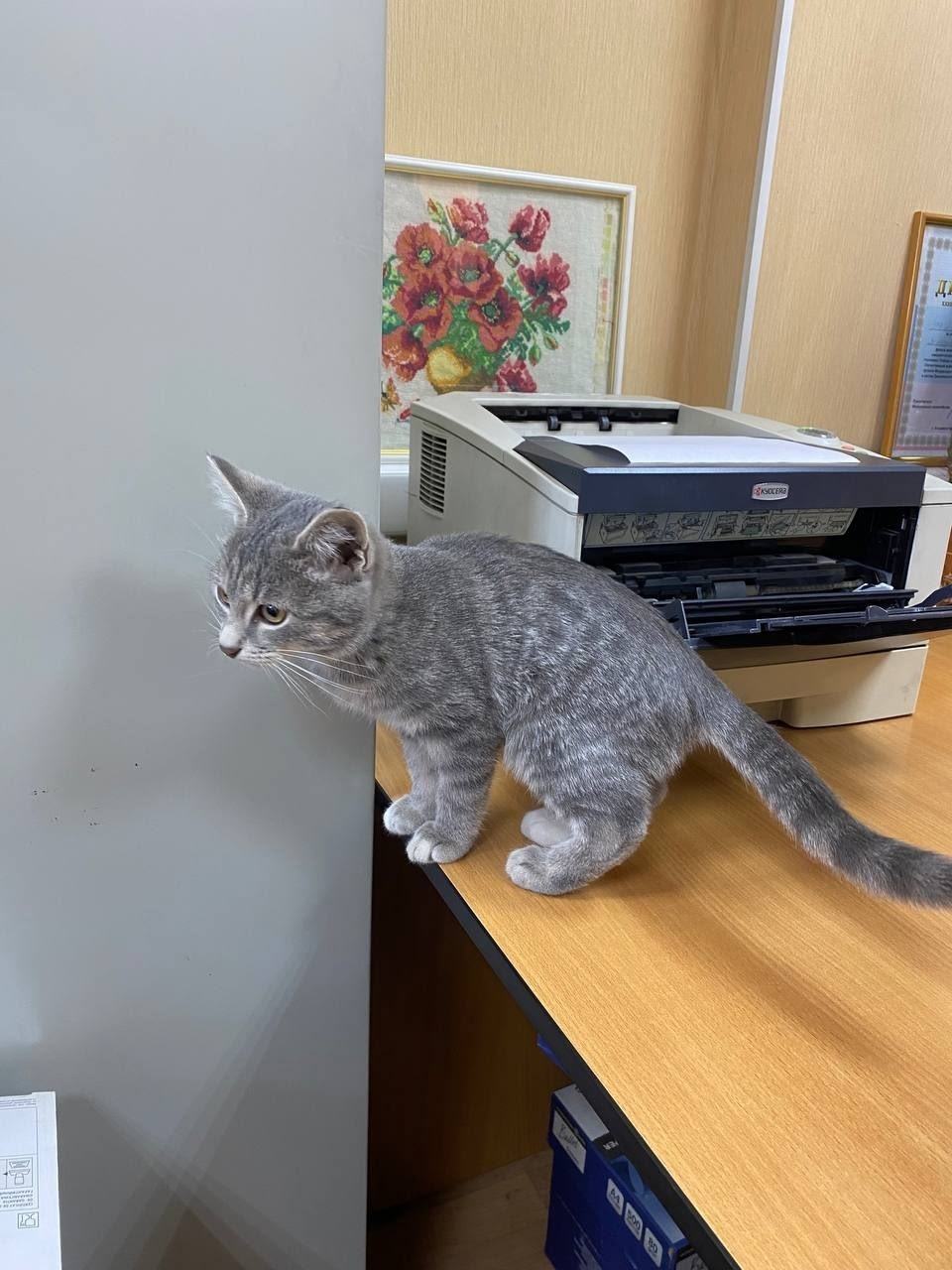 Найдена собака в Чите — фото объявления