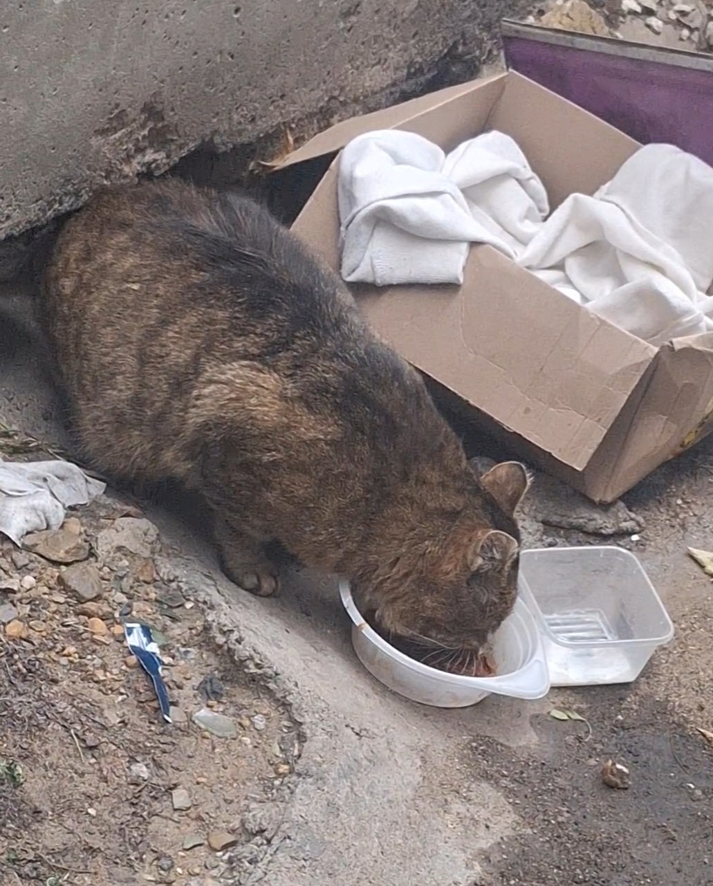 Найдена собака в Чите — фото объявления