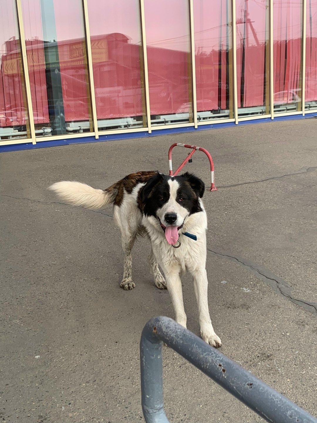 Найдена собака в Чите — фото объявления