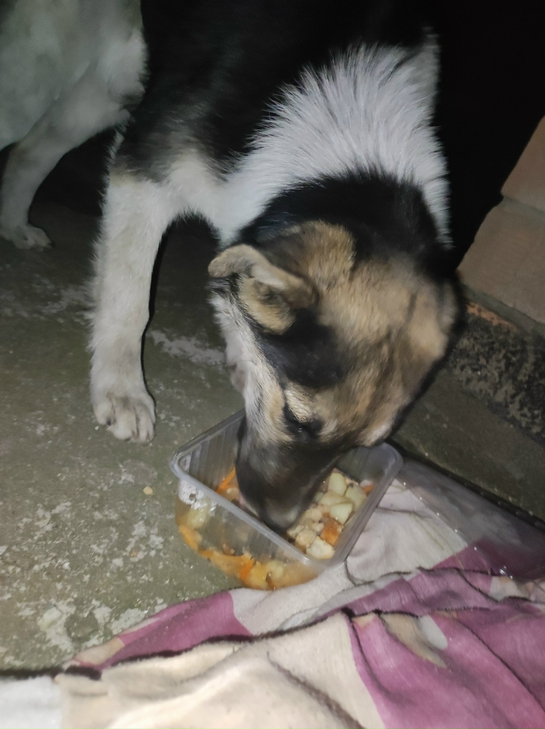 Найдена собака в Чите — фото объявления