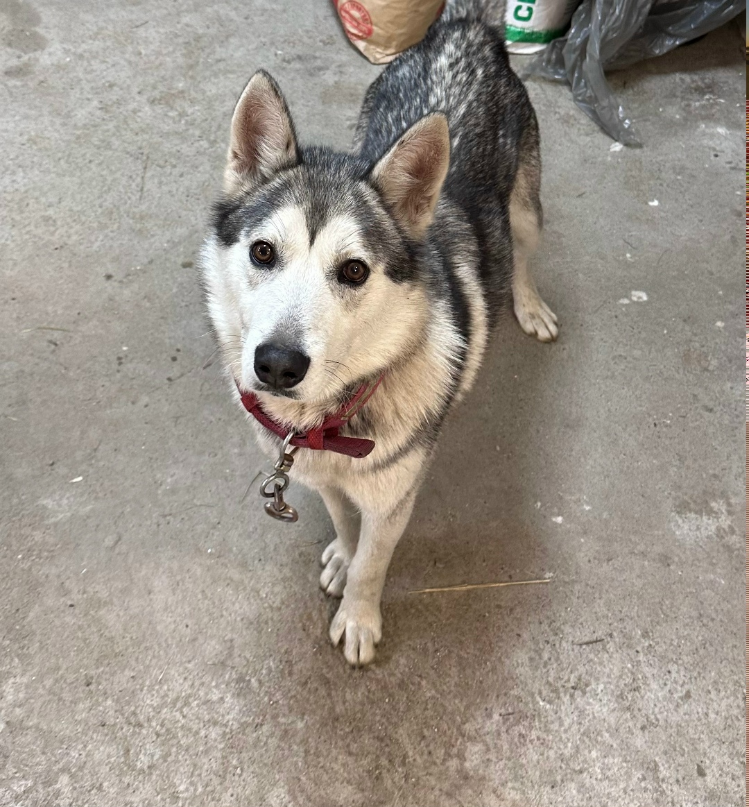 Найдена собака в Чите — фото объявления