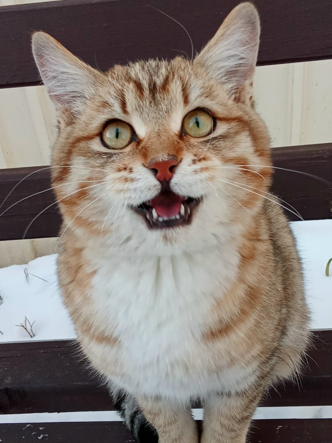 Найдена собака в Чите — фото объявления