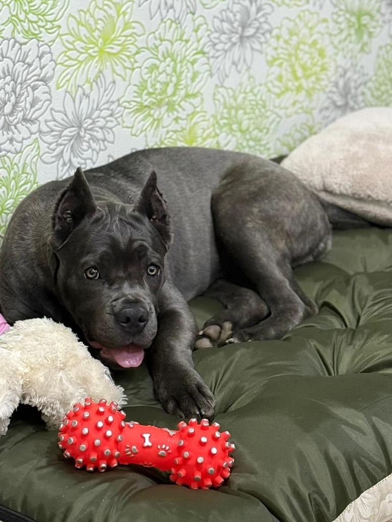 Пропала собака в Чите — фото объявления