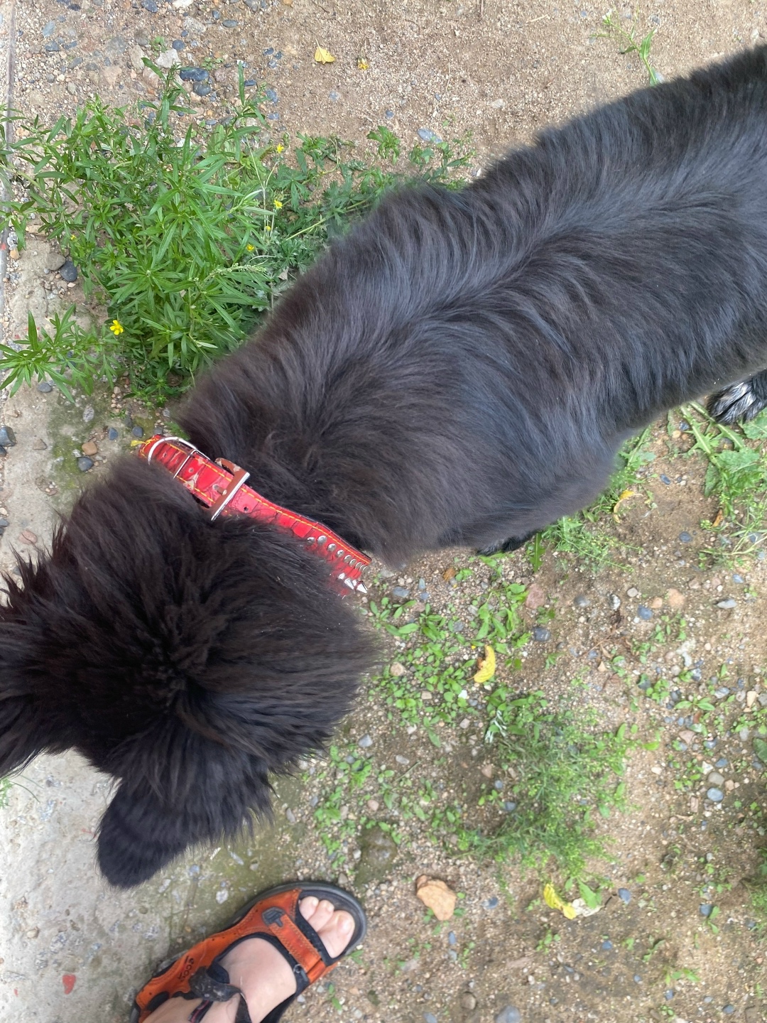 Найдена собака в Чите — фото объявления