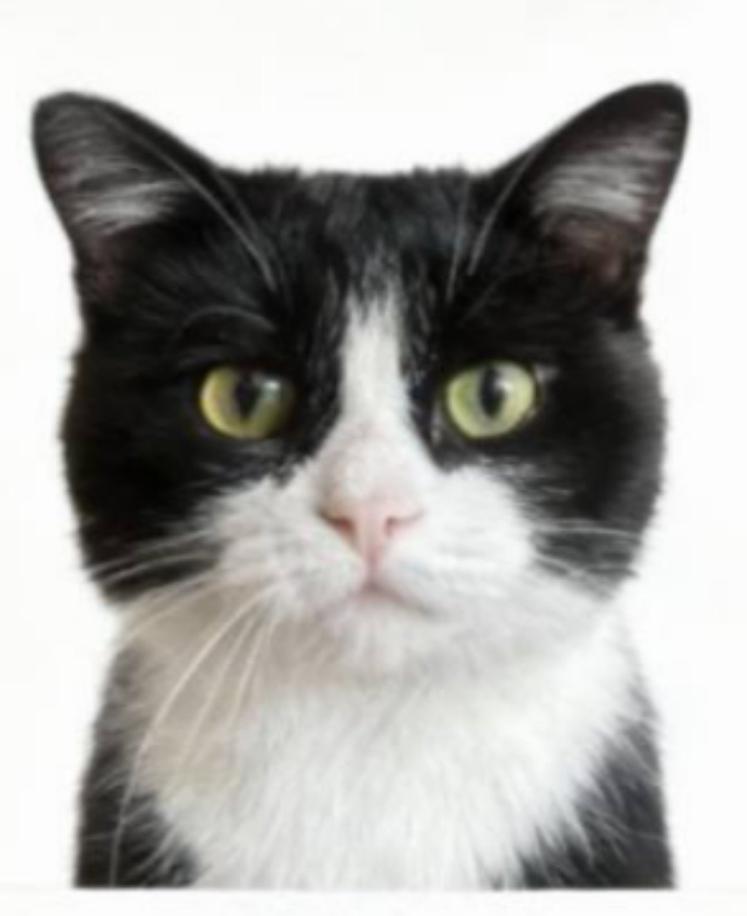 Найдена собака в Чите — фото объявления