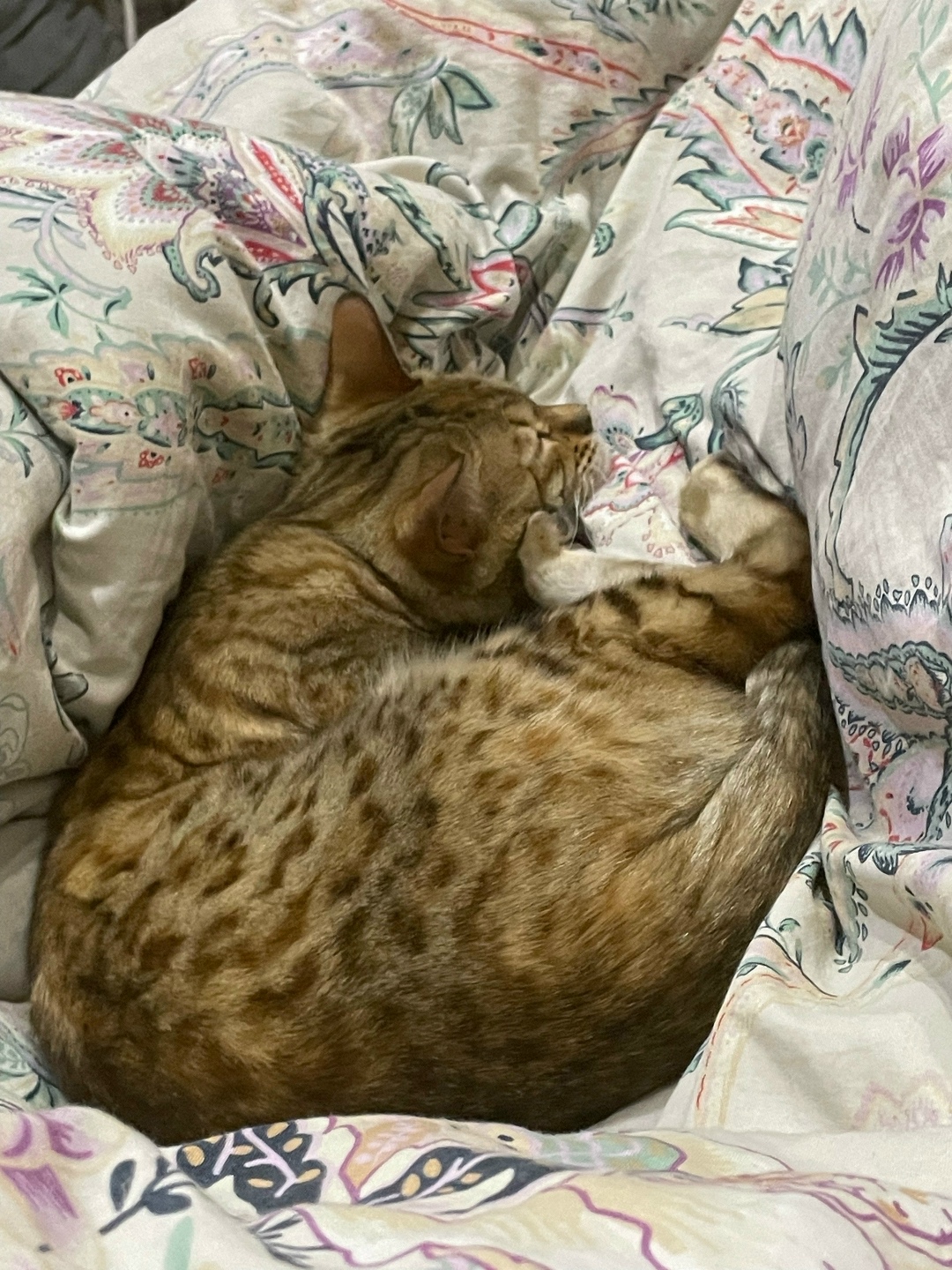 Найдена собака в Чите — фото объявления