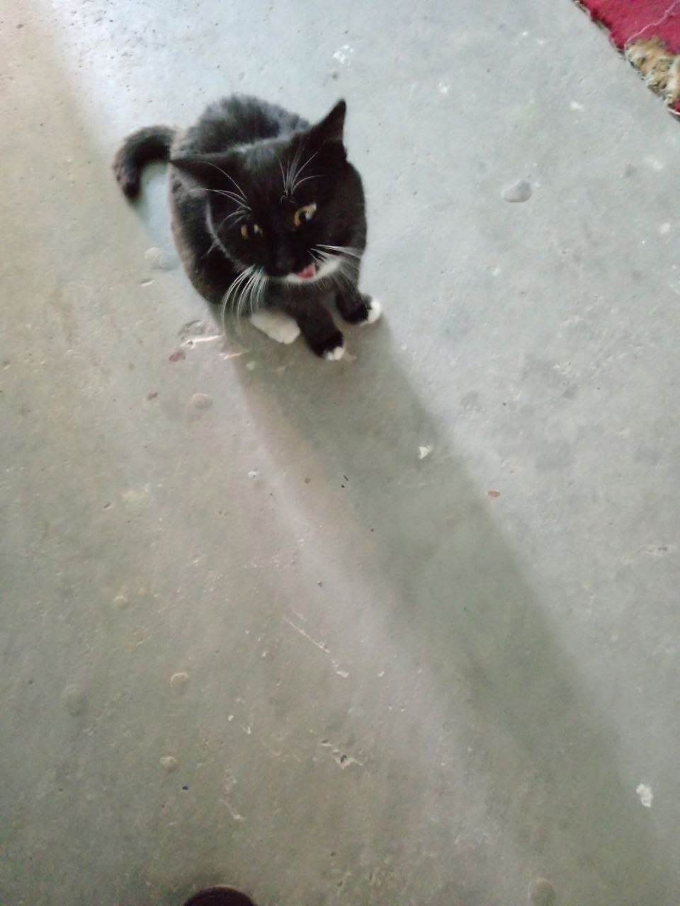 Найдена собака в Чите — фото объявления