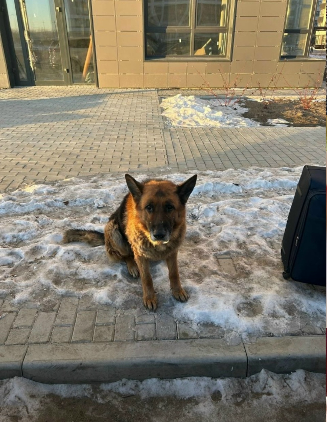 Найдена собака в Чите — фото объявления