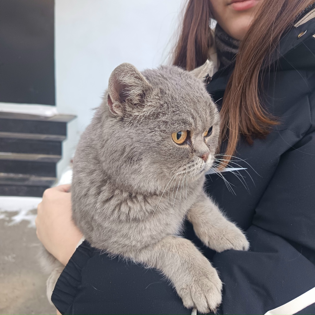 Найдена собака в Чите — фото объявления