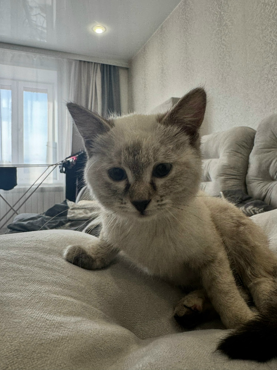 Найдена собака в Чите — фото объявления