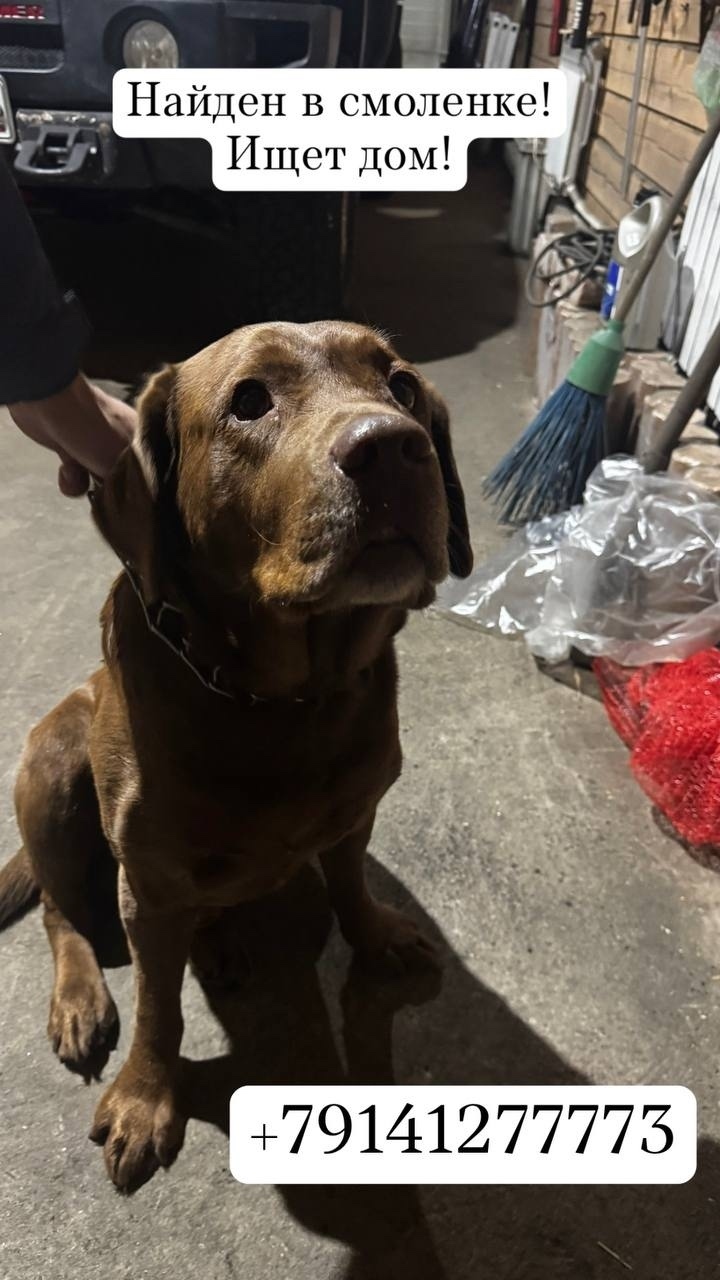 Найдена собака в Чите — фото объявления