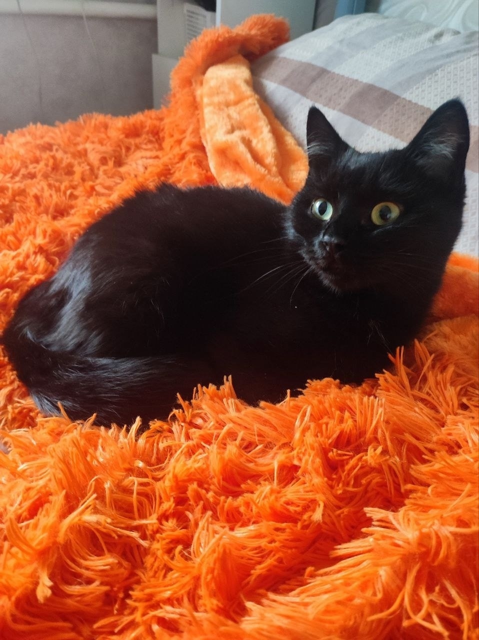 Найдена собака в Чите — фото объявления