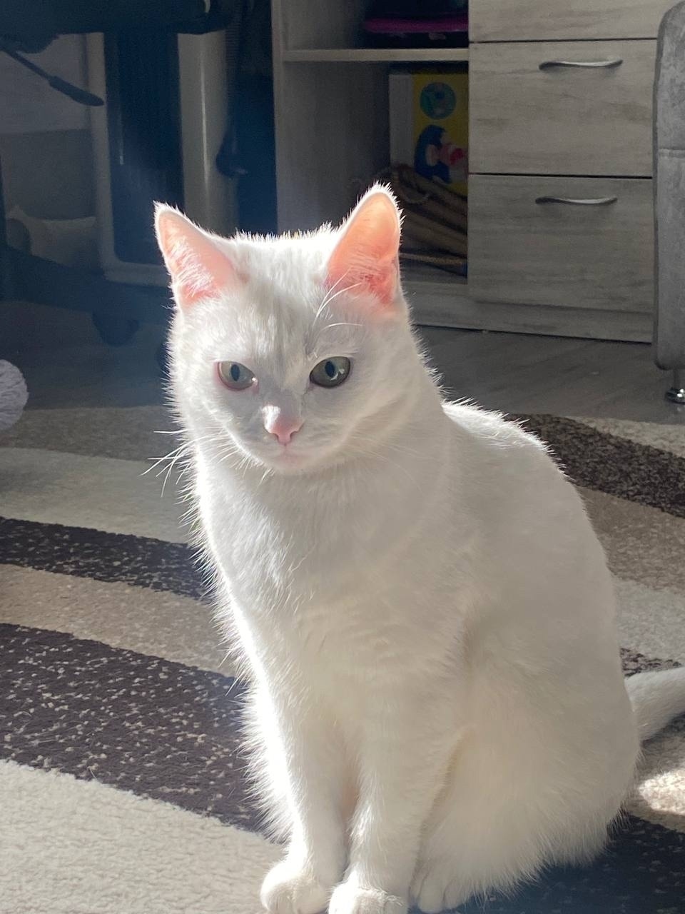 Найдена собака в Чите — фото объявления