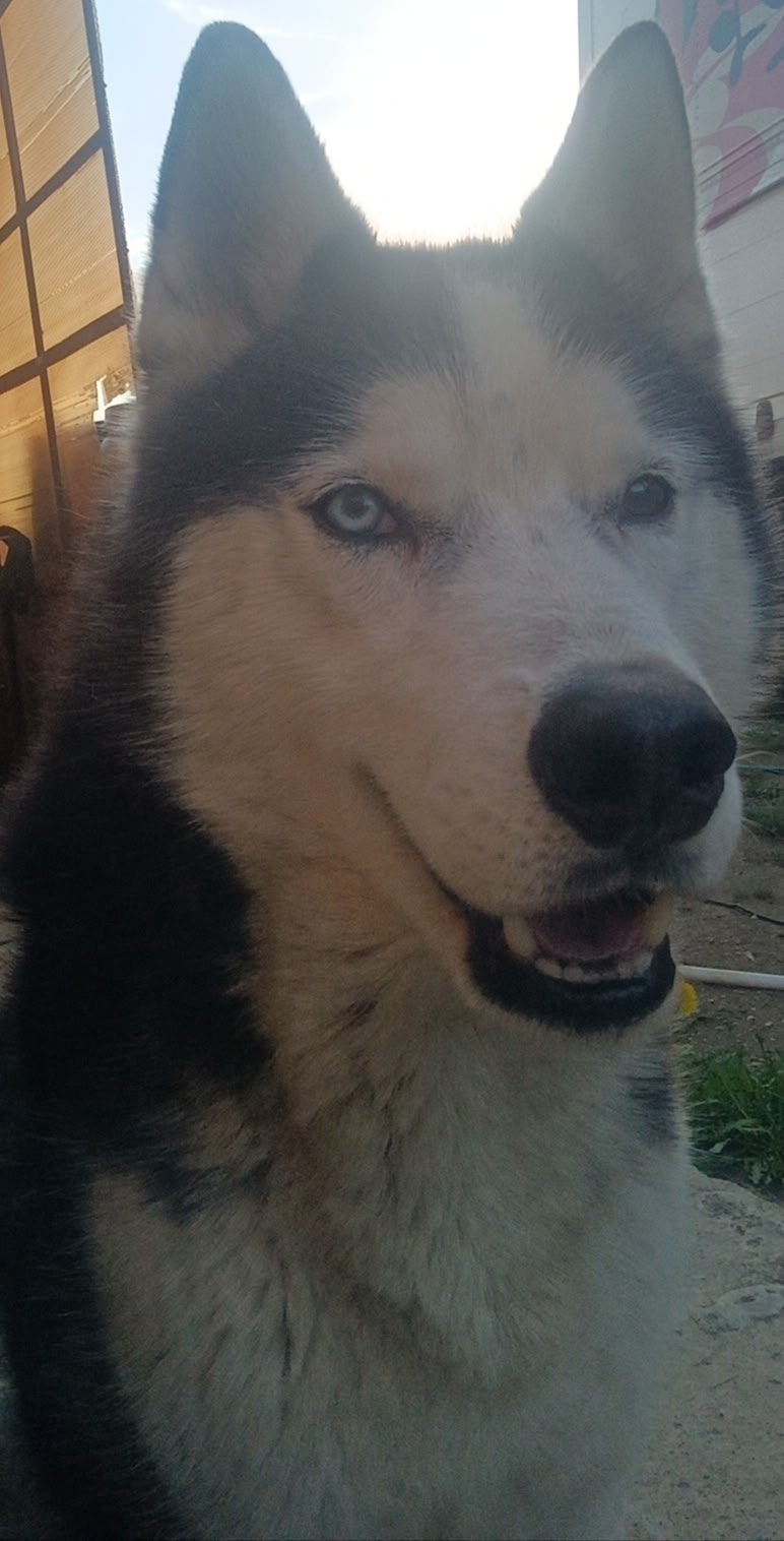 Найдена собака в Чите — фото объявления