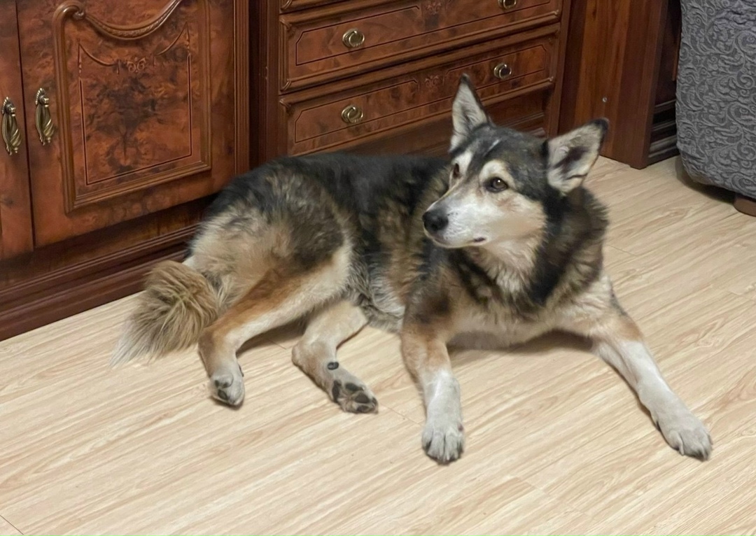 Найдена собака в Чите — фото объявления