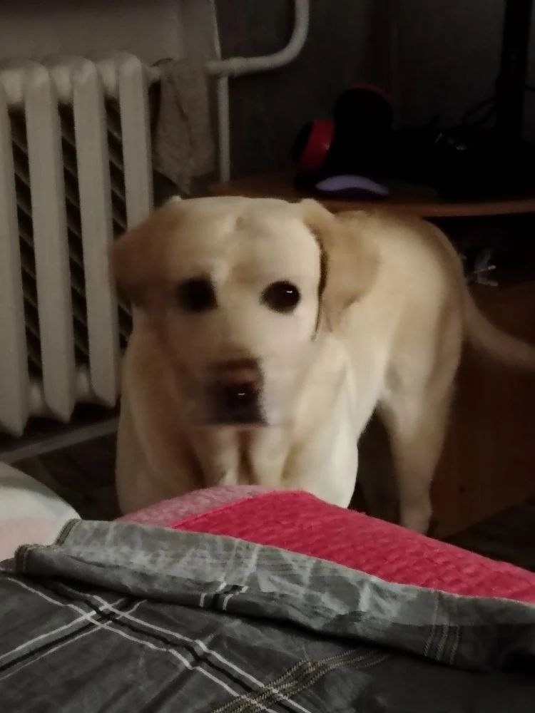 Найдена собака в Чите — фото объявления