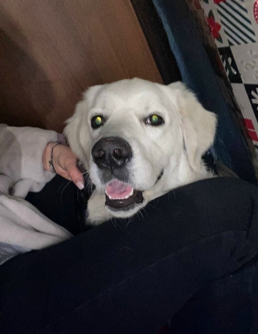 Найдена собака в Чите — фото объявления