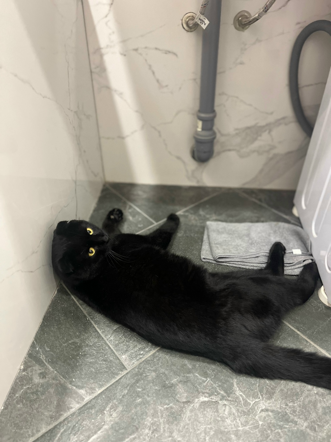 Найдена кошка в Чите — фото объявления