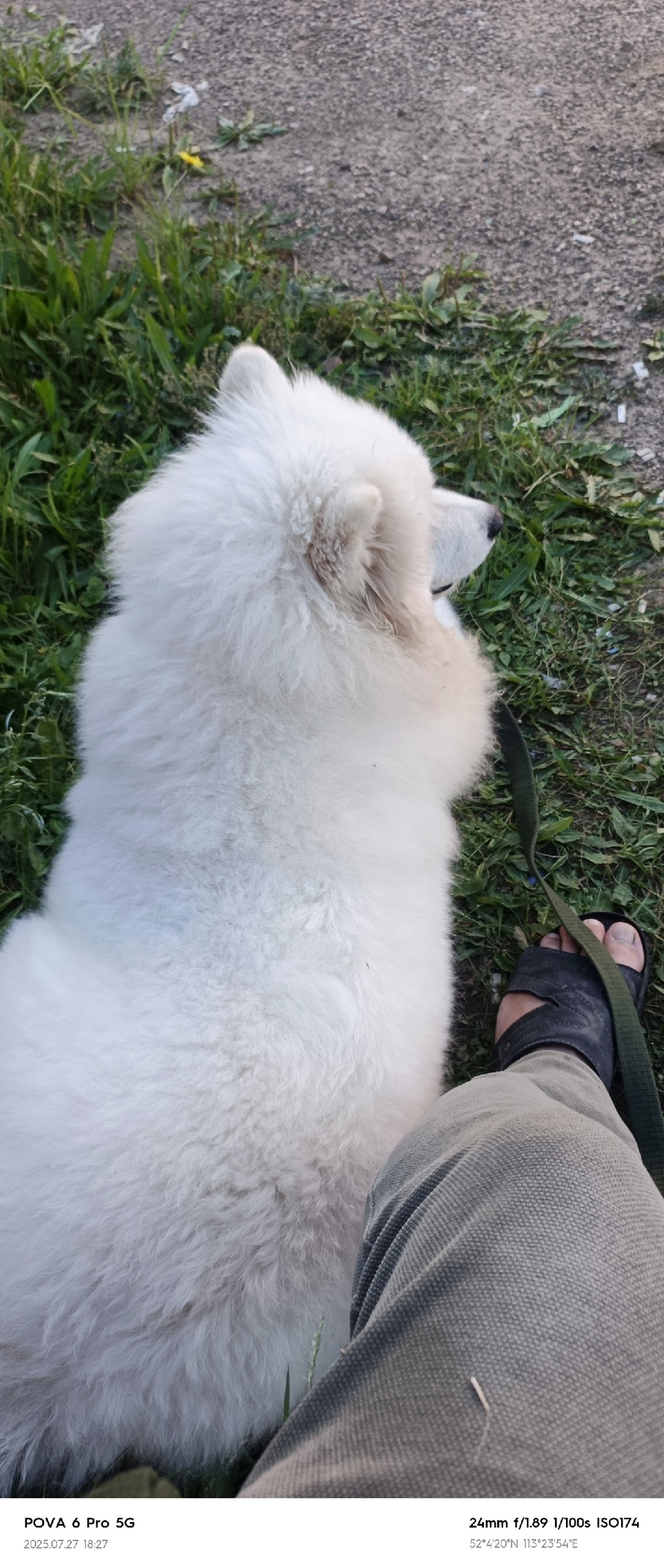 Пропала собака в Чите — фото объявления