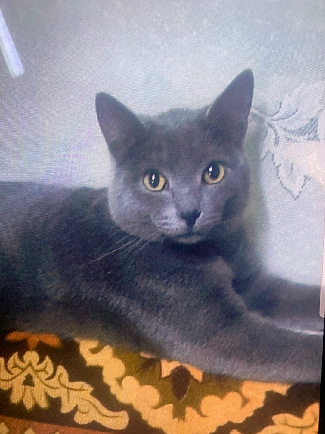 Пропала кошка в Чите — фото объявления